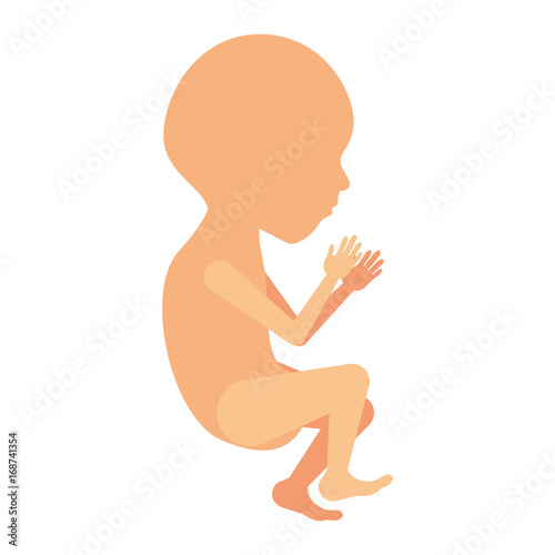 color silhouette of side view fetal growth a semestrer
