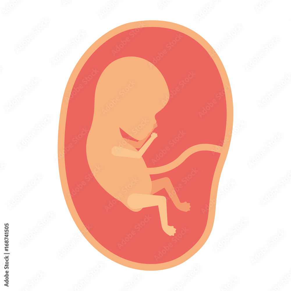 color silhouette of side view fetus human growth in placenta a few weeks color silhouette of side view fetus human growth in placenta a few weeks