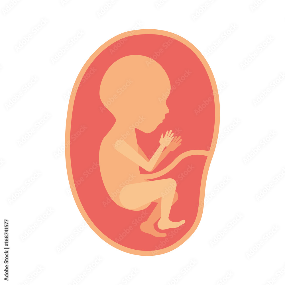 color silhouette of side view fetus human growth in placenta semestrer color silhouette of side view fetus human growth in placenta semestrer