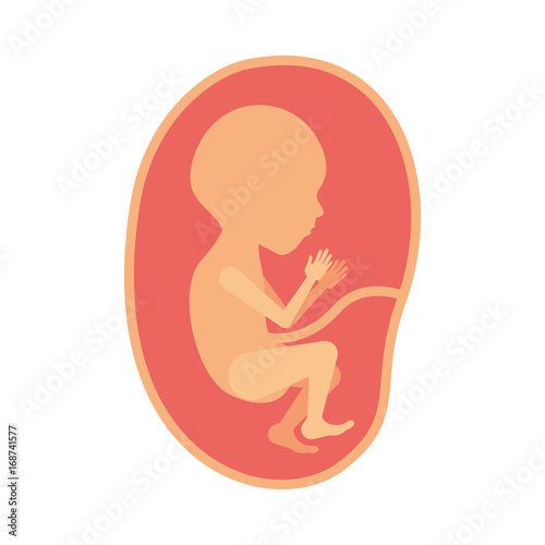 color silhouette of side view fetus human growth in placenta semestrer