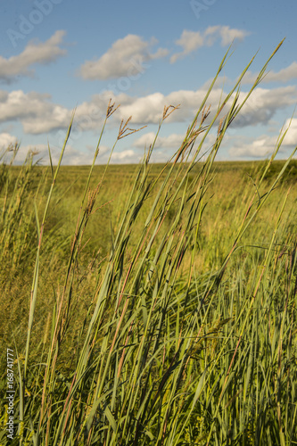 BIG BLUESTEM NATIVE PRAIRIE GRASS IN NEBRASKA