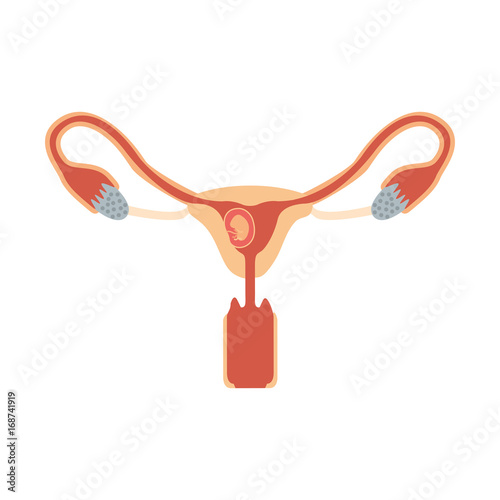 color silhouette of female reproductive system ovaries with fetus human growth a few weeks