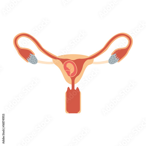 color silhouette of female reproductive system ovaries with fetus human growth trimestrer