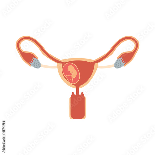 color silhouette of female reproductive system ovaries with fetus human growth semestrer