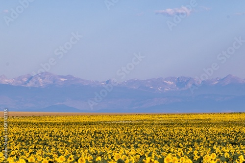 Sunflower field with Rocky Mountains in background