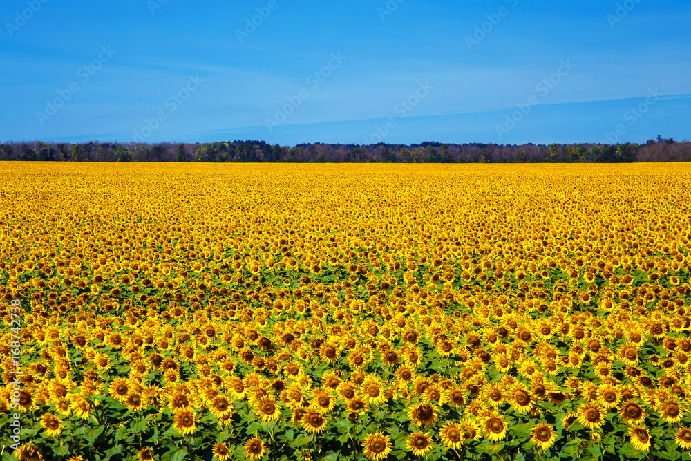 Field of sunflowers in the summer noon.