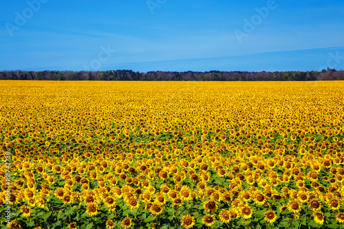 Field of sunflowers in the summer noon. © lizavetta