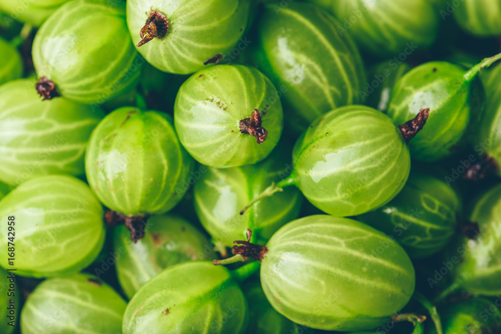 Background of Ripe and Fresh Gooseberry. Background of Ripe and Fresh Gooseberry.