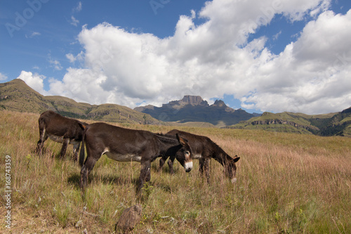 Donkeys in a field in the Central Drakensberg.