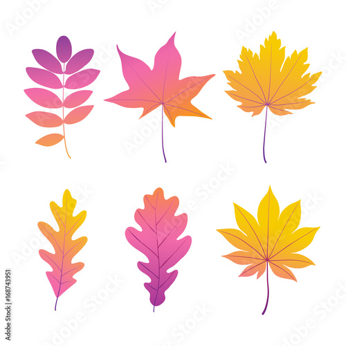 Autumn leaves set. Vector illustration.