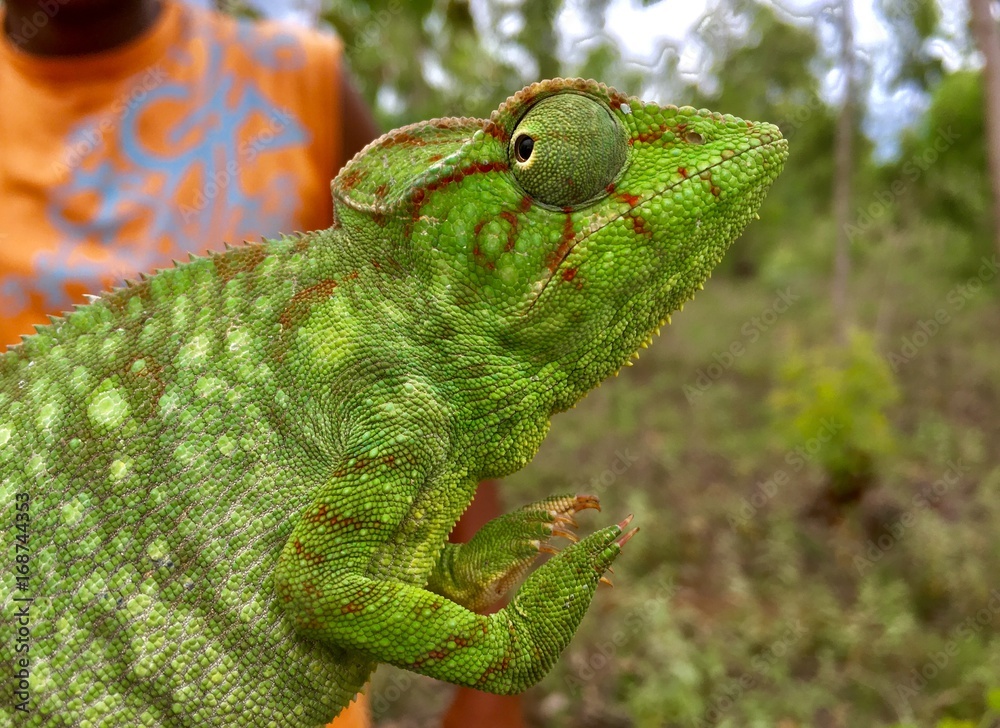 Obraz premium I'm invisible !