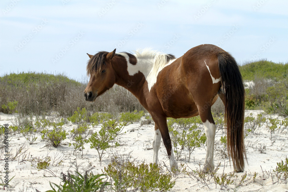 A wild horse mare walking the sand dunes of Assategue State Park, MD A wild horse mare walking the sand dunes of Assategue State Park, MD
