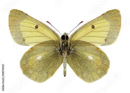 Butterfly Colias marcopolo (male) (underside) on a white background © als