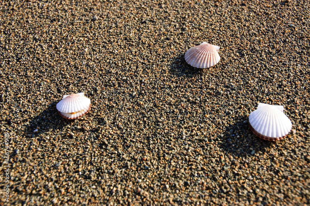 Shells on the sand across the sea