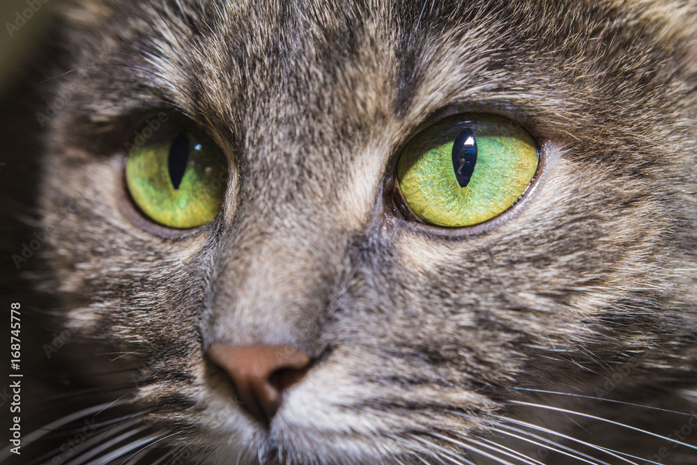 Green eyes of a cat, macro