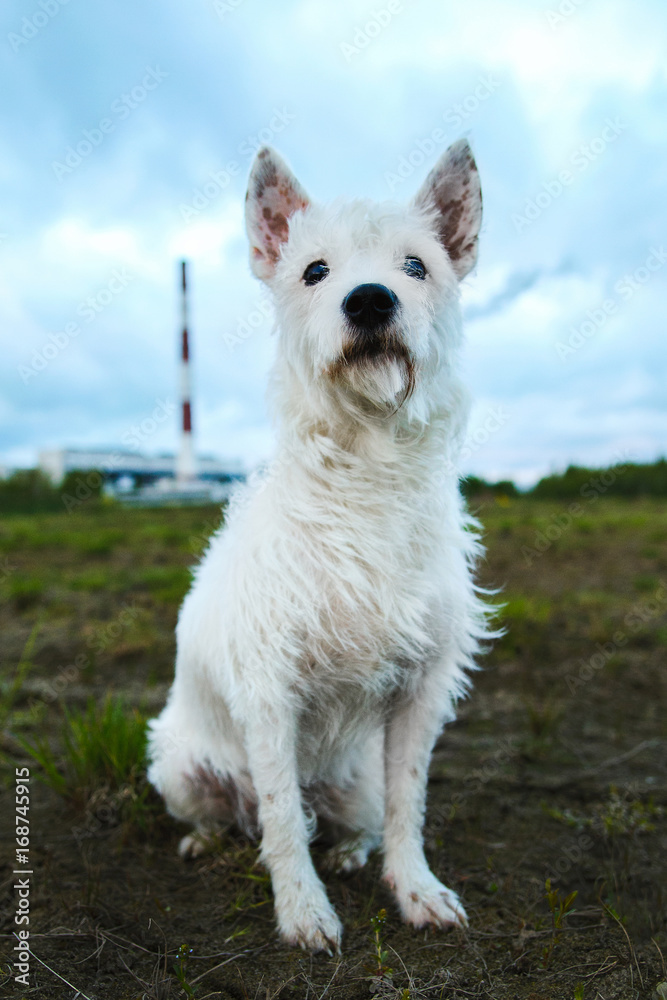 Portrait of a dog in meadow