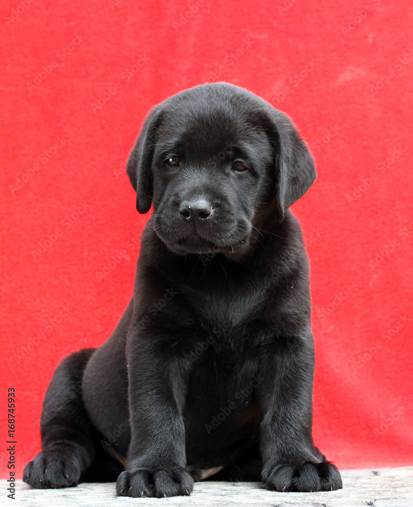 a little labrador puppy on a red background