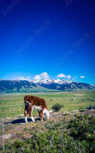 Hereford calf in Patagonia 
