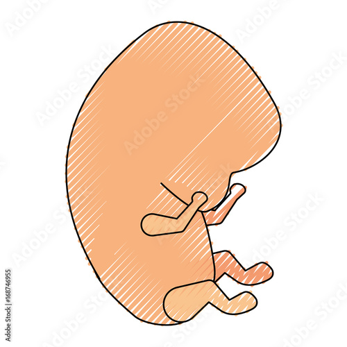 colored crayon silhouette of side view fetal growth in the beginning