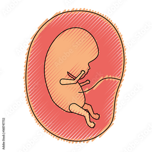 colored crayon silhouette of side view fetus human growth in placenta