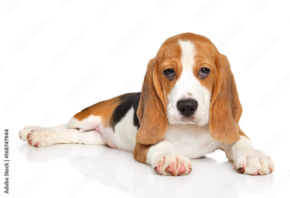 Beagle puppy posing on white background