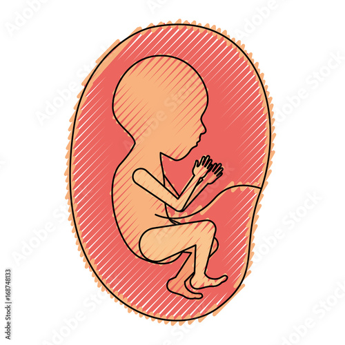 colored crayon silhouette of side view fetus human growth in placenta semestrer