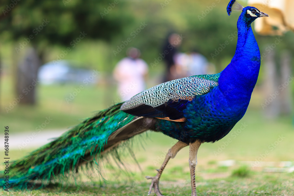 Fototapeta premium bird side view of peacock
