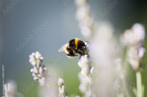 Hummel auf Lavendel