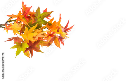 Red green yellow autumn maple leaves isolated on white