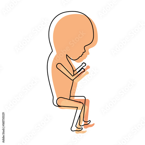 watercolor painted silhouette of side view fetal growth a trimestrer