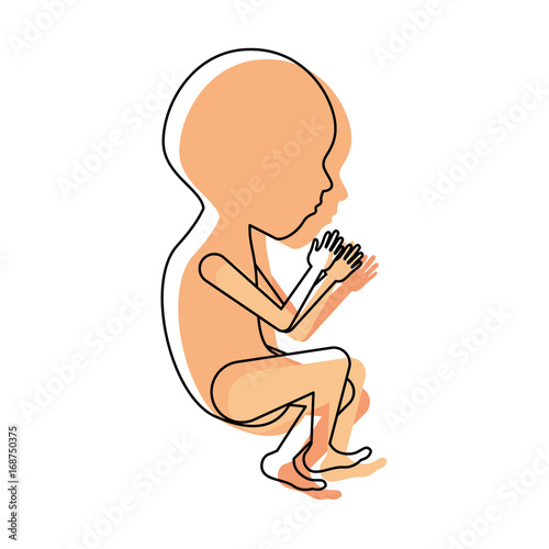 watercolor painted silhouette of side view fetal growth a semestrer