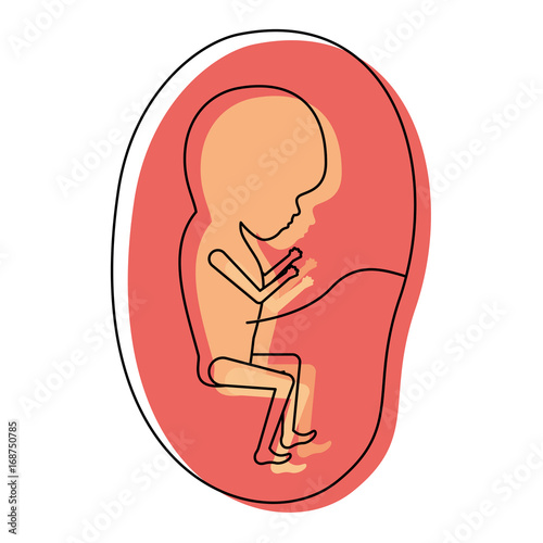 watercolor painted silhouette of side view fetus human growth in placenta trimestrer