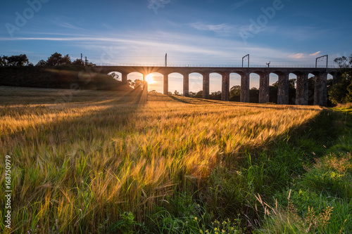 Railway Viaduct over River Aln / A golden crop of barley below the railway viaduct at Lesbury, as the River Aln approaches the North Sea at Alnmouth