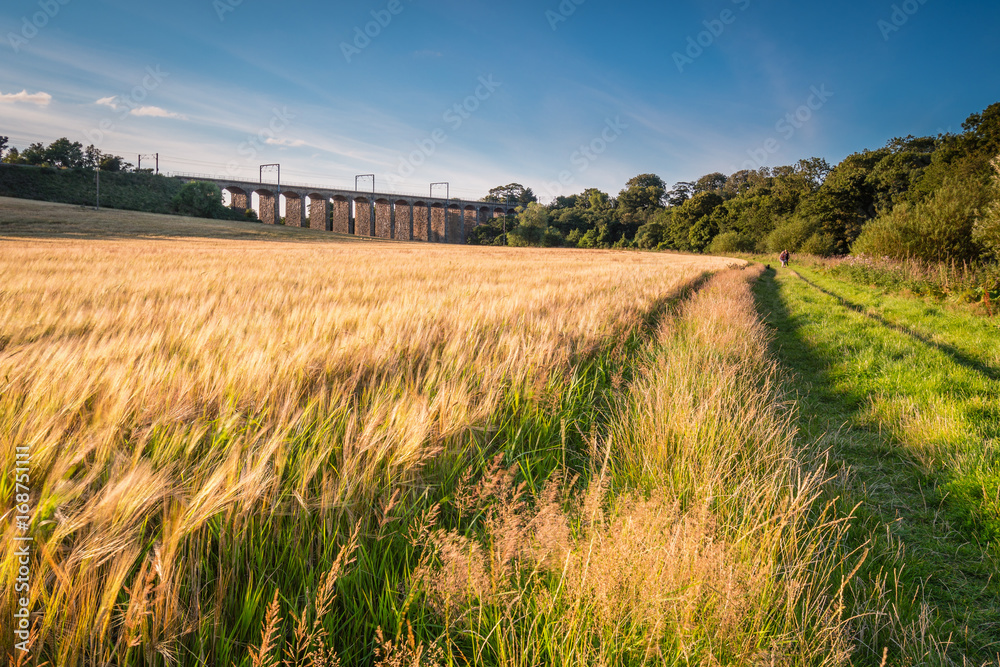 Barley Crop along River Aln Walk / A golden crop of barley below the railway viaduct at Lesbury, as the River Aln approaches the North Sea at Alnmouth