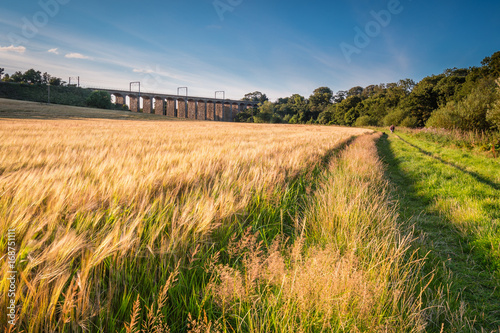 Barley Crop along River Aln Walk   A golden crop of barley below the railway viaduct at Lesbury  as the River Aln approaches the North Sea at Alnmouth