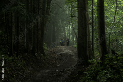 Road through a mysterious dark forest in fog  Foggy Forest Background  