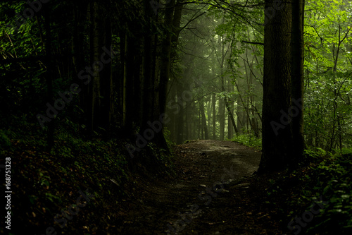 Road through a mysterious dark forest in fog, Foggy Forest Background
