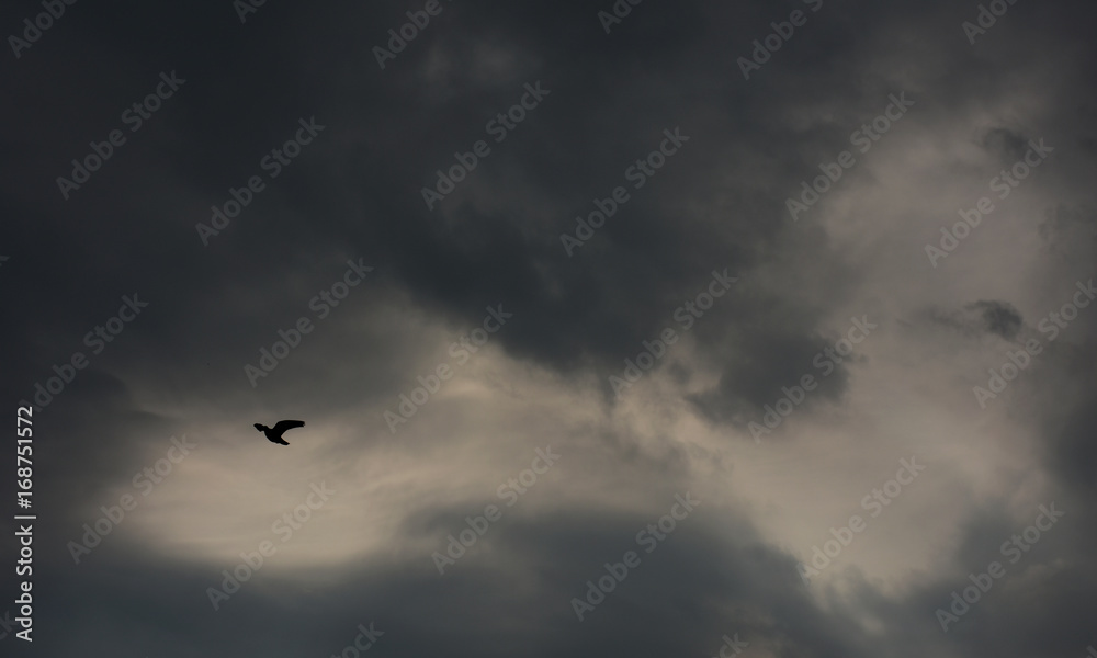不思議な光景の中を飛ぶ鳥・空と雲「空想・雲のモンスター(天空を飛ぶ巨大な不死鳥・怪鳥・翼竜などのイメージ、翼のところに鳥のシルェットが浮かびあがっている)」(不死鳥に守られ)未来を目指す、親の愛情、親の愛に包まれて、成功、負けない、強靭な力、巨大な力 不思議な光景の中を飛ぶ鳥・空と雲「空想・雲のモンスター(天空を飛ぶ巨大な不死鳥・怪鳥・翼竜などのイメージ、翼のところに鳥のシルェットが浮かびあがっている)」(不死鳥に守られ)未来を目指す、親の愛情、親の愛に包まれて、成功、負けない、強靭な力、巨大な力