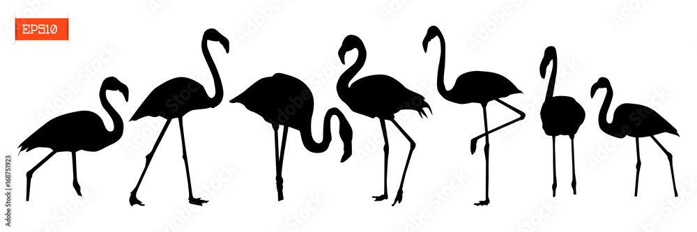 Fototapeta Zestaw sylwetki ptaków flamingo
