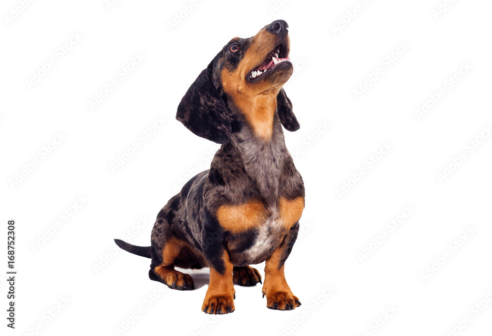 Dachshund dog  looks on a white background