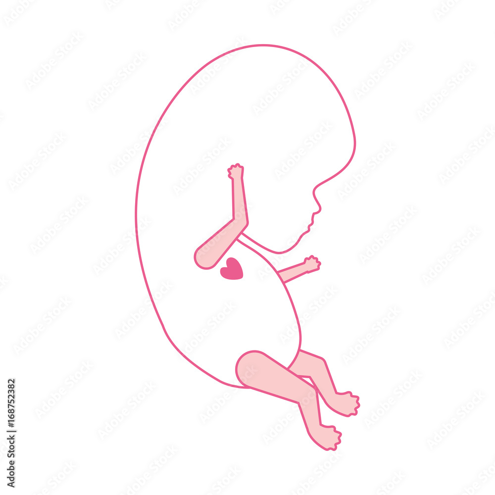 pink silhouette of side view fetal growth with active heart