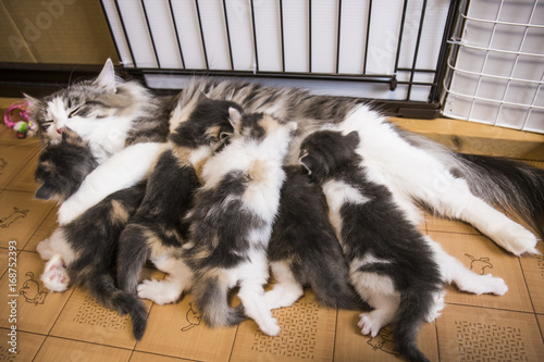 猫の親子　ノルウェージャンフォレストキャット