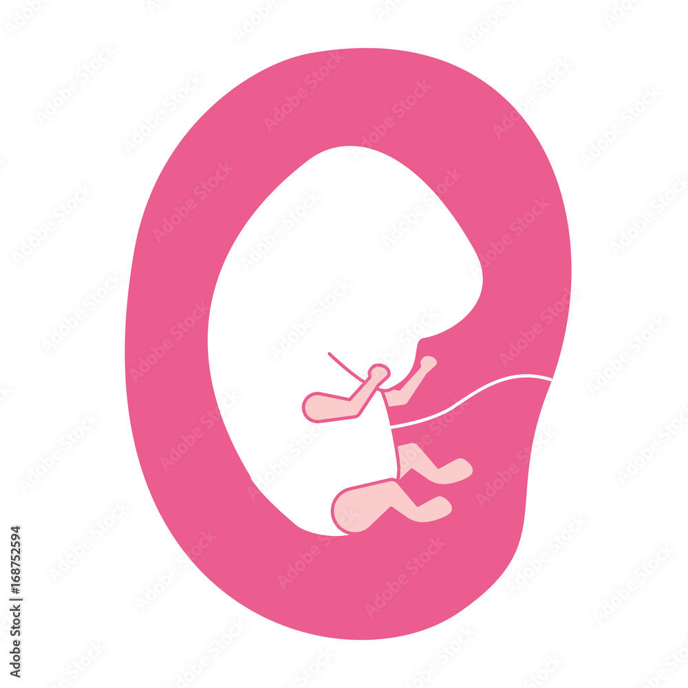 pink silhouette of side view fetus human embryo growth in placenta