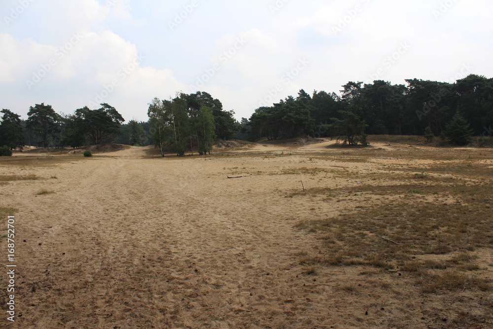 Inland dunes landscape, utrechtse heuvelrug Inland dunes landscape, utrechtse heuvelrug