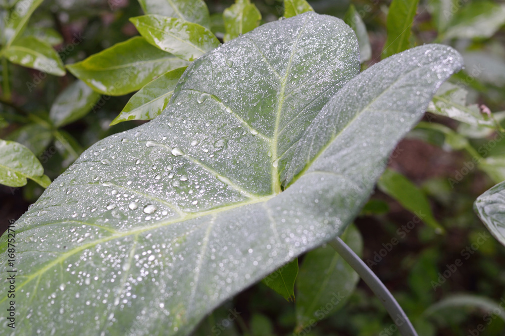 leaf detail with dew leaf detail with dew