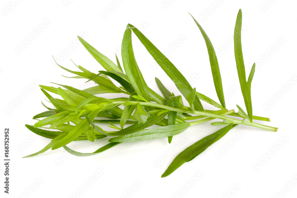 tarragon isolated on a white background. Artemisia dracunculus