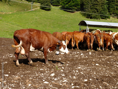 traite des vaches Abondance (vers Annecy) photo