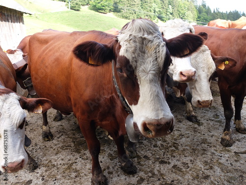 traite des vaches Abondance (vers Annecy)