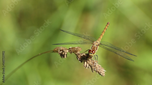 Common darter (Sympetrum striolatum) sitting on grass head