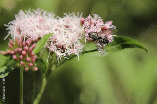 Sarcophaga carnaria or the common flesh fly on hemp-agrimony photo